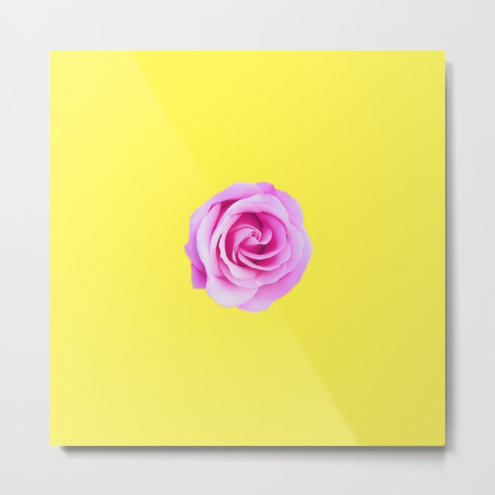 pink rose with yellow background Metal Print