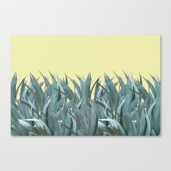 Agaves Canvas Print