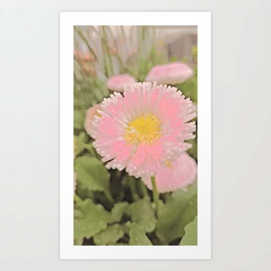 The Singular Beauty Of A Daisy Art Print