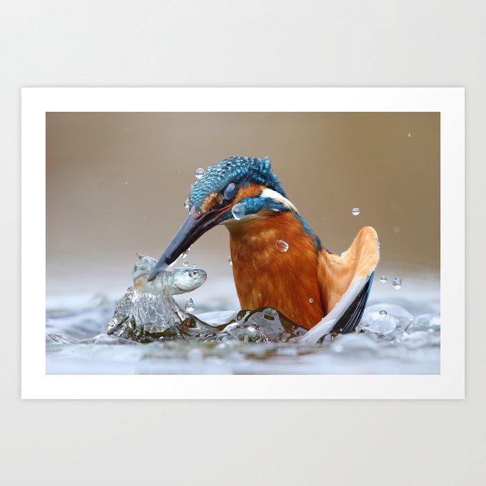 Colorful kingfisher hunting fish in river water portrait color photograph / photograph for bedroom, living room, wall & home decor by Luca Casale, CC BY-SA 4.0 <https://creativecommons.org/licenses/by-sa/4.0>, via Wikimedia Commons Art Print