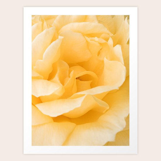Vanilla Rose Art Print
