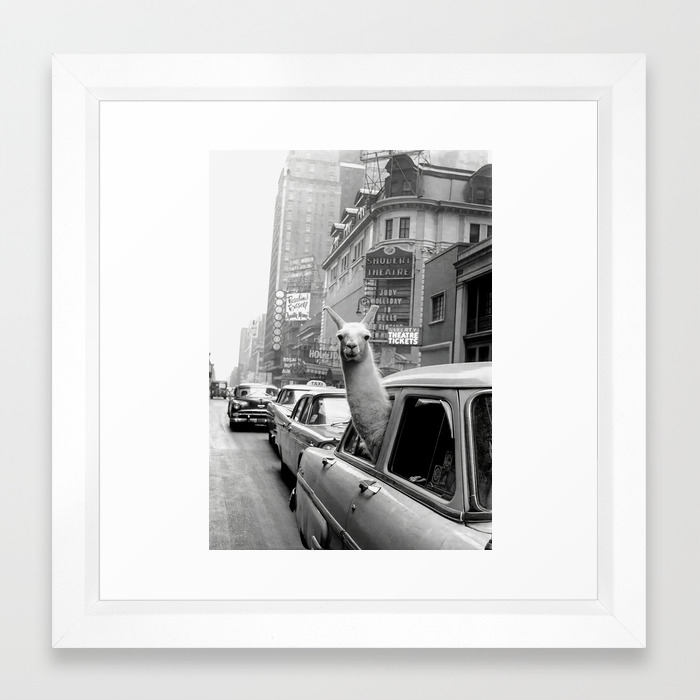 Llama Riding In Taxi Black And White Vintage Print Framed Art Print By Vintagevault Society6