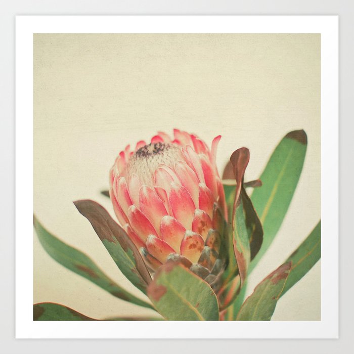 Pink Ice Art Print by Cassia Beck | Society6
