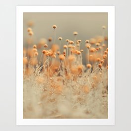 Mustard Yellow Flowers - Flower photography by Ingrid Beddoes Art Print