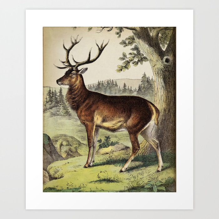 Deer Print, PRINTABLE Vintage Deer Art, Woodland Forest Fauna Animal  Illustration, Antique Deer Wall Art, Deer Painting Art Print