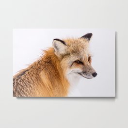 Red Fox in Yellowstone National Park Metal Print | Nationalpark, Wildlife, Winter, Snow, Portrait, Photo, Fox, Wyoming, Redfox, Yellowstone 