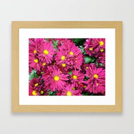 Deep Pink Daisy Flowers for Nature Lovers Framed Art Print
