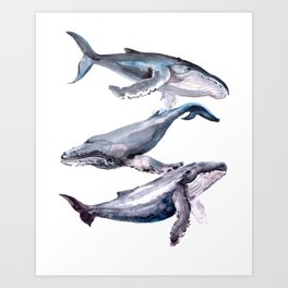 Humpback Whales, three whales illustration Art Print