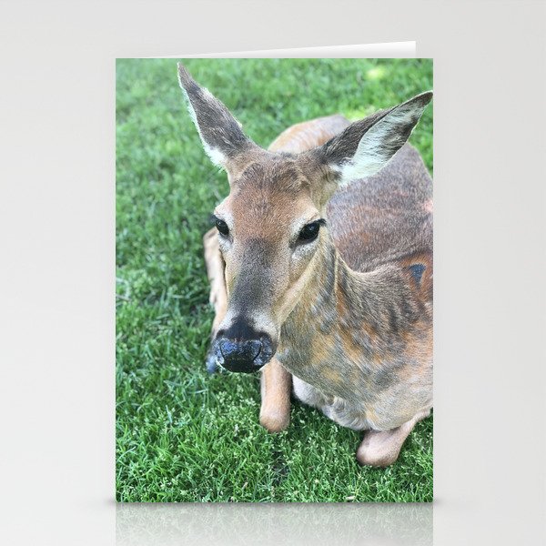 Deer sitting in grass, Minneapolis photography series, no. 5 Stationery Cards