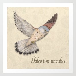 Flying Kestrel illustration Art Print | Illustration, Hunting, Drawing, Pencil, Kestrel, Wings, Coloredpencil, Free, Falcotinnunculus, Bird 