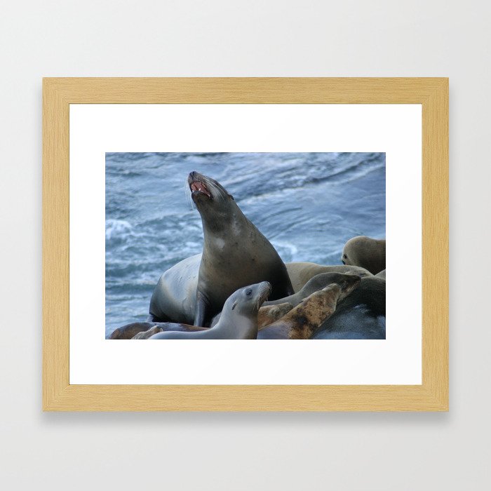 Seal on the Rocks Framed Art Print