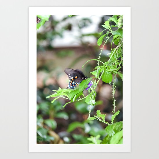 Delicate Balance Art Print