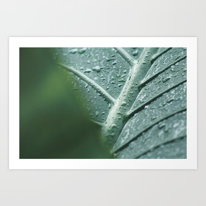 Leaf still life, fine art, high quality, macro photography, nature photo Art Print