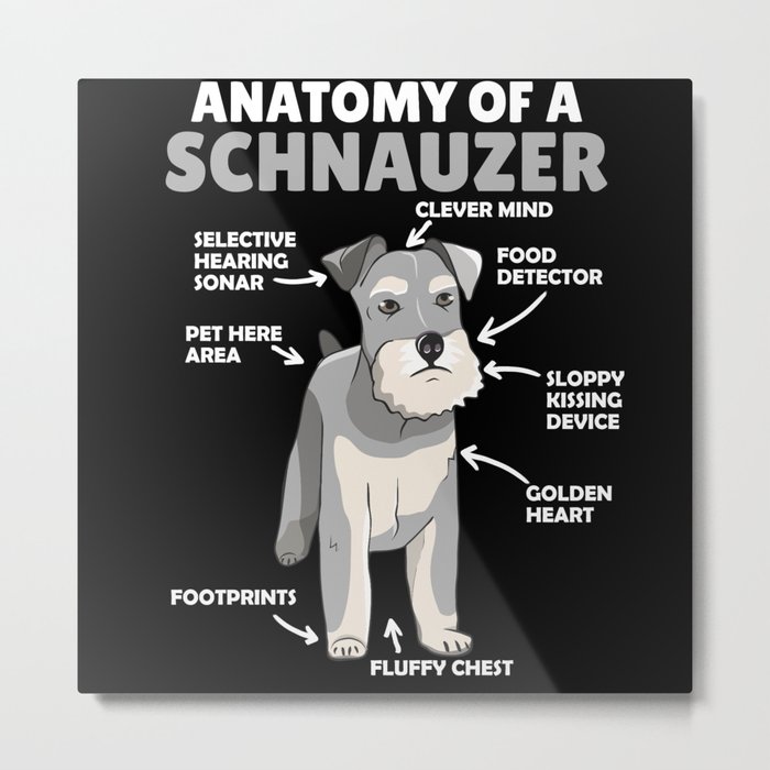 Anatomy Of A Schnauzer Cute Dog Puppy Metal Print