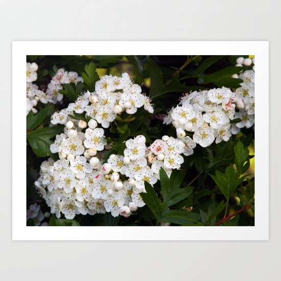 May Art Print