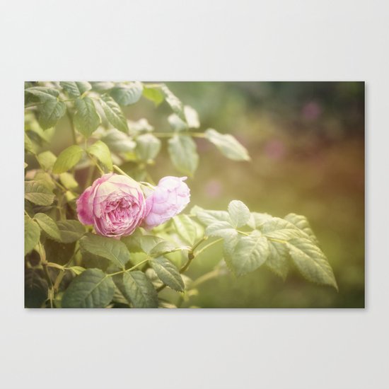 Rose in late sunlight Canvas Print
