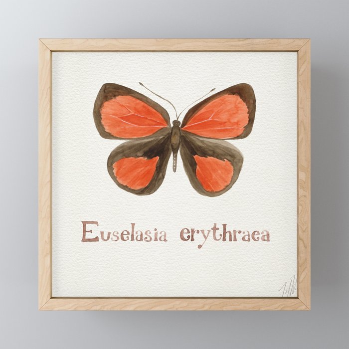 Butterfly - Euselasia erythraea Framed Mini Art Print