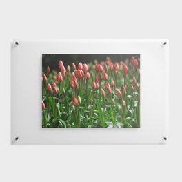 Tulips, tulips.. i know... tulips Floating Acrylic Print