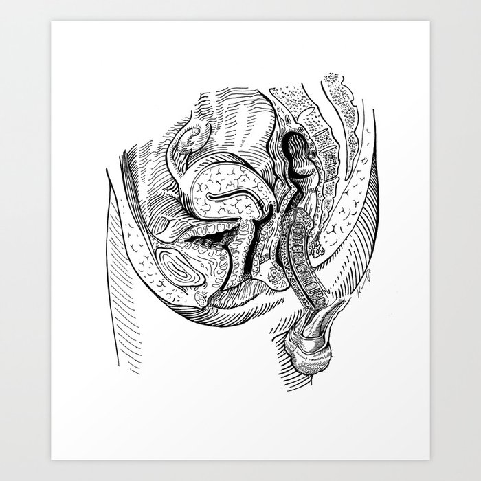 Anatomy Of Sex Art Print By Sobottostudies  Society6-3683