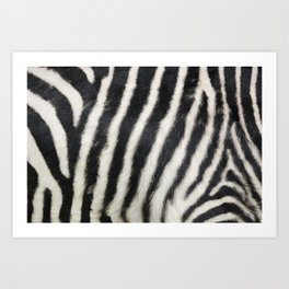 Zebra print Art Print