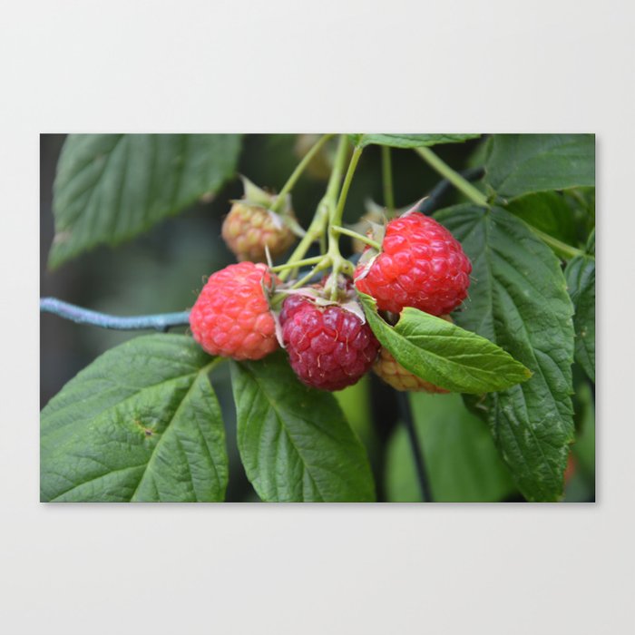 Raspberries Canvas Print