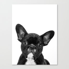 Black and White French Bulldog Canvas Print