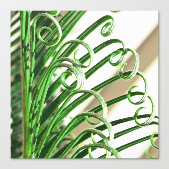 Cycad Canvas Print