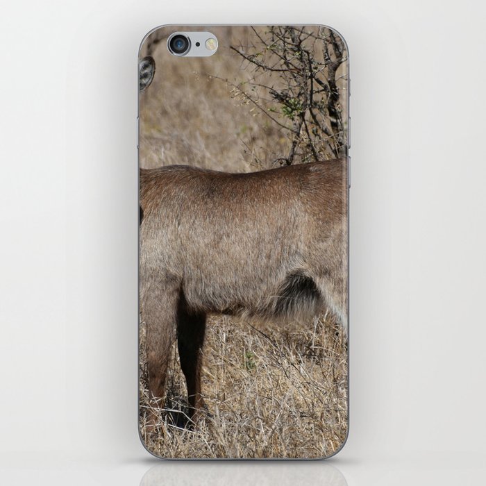 South Africa Photography - Waterbuck At The African Savannah iPhone Skin