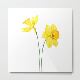 two botanical yellow daffodils watercolor Metal Print