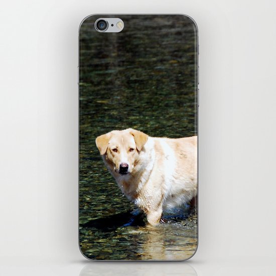 Mongolian Dog iPhone & iPod Skin