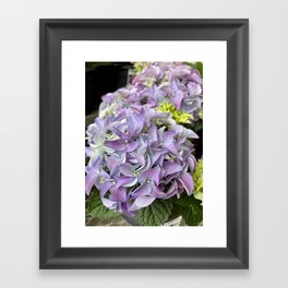 Lavender Hydrangea Framed Art Print