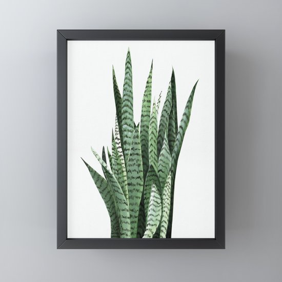 Snake Plant Sansevieria Laurentii Art Print Botanical Wall Art