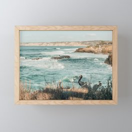 Pelicans at La Jolla Cove, Southern California Framed Mini Art Print