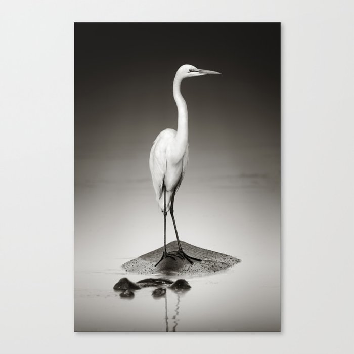 Great white egret on Hippo Canvas Print