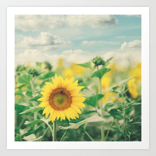 Sunflower Field Art Print