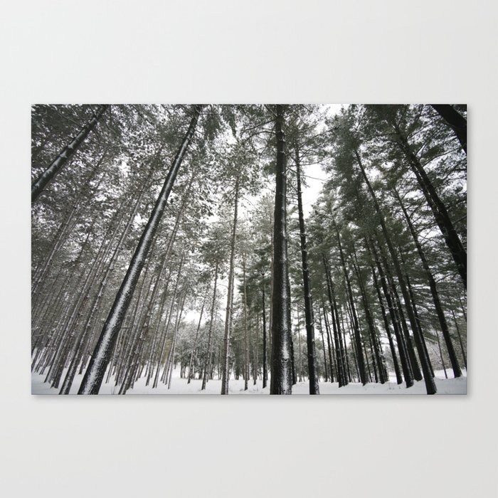 Tall Snowy Pines - Minnesota  Canvas Print