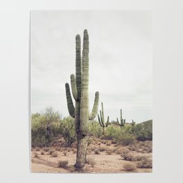 Desert Cactus Poster