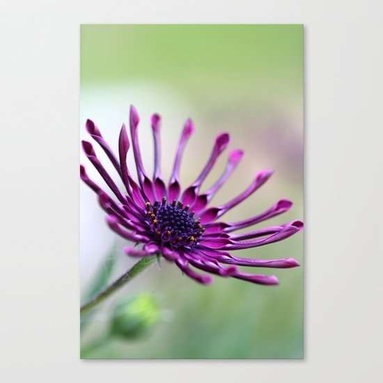 vibrant purple flower Canvas Print