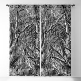 Avenue of trees Blackout Curtain