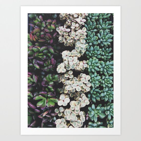 Succulent (4) Art Print