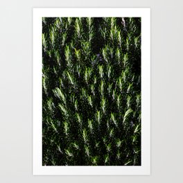 Rosemary Leaves - Fragrant Lush Green Herbs Foliage Art Print