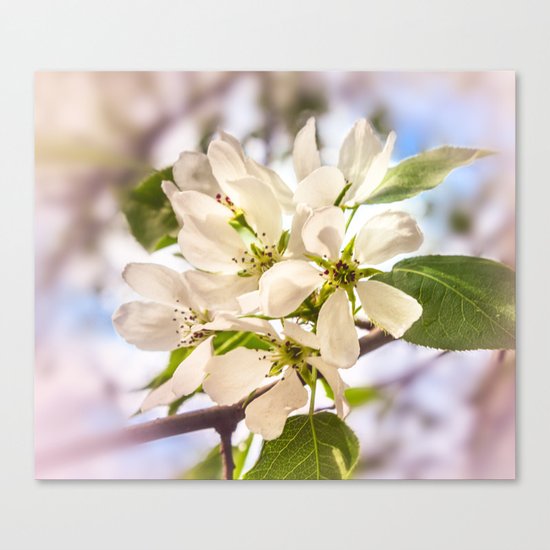 Apple blossom Canvas Print