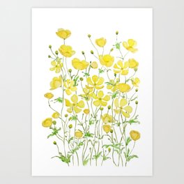 yellow buttercup flowers filed watercolor  Art Print