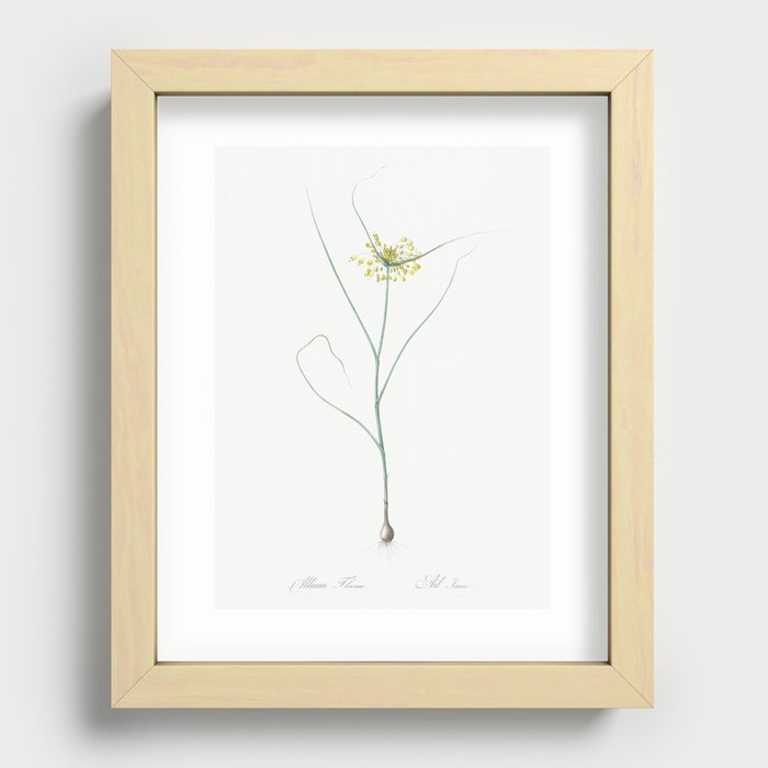Small yellow onion illustration from Les liliacées (1805) by Pierre-Joseph Redouté. Recessed Framed Print