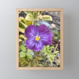 Purple Pansy Framed Mini Art Print