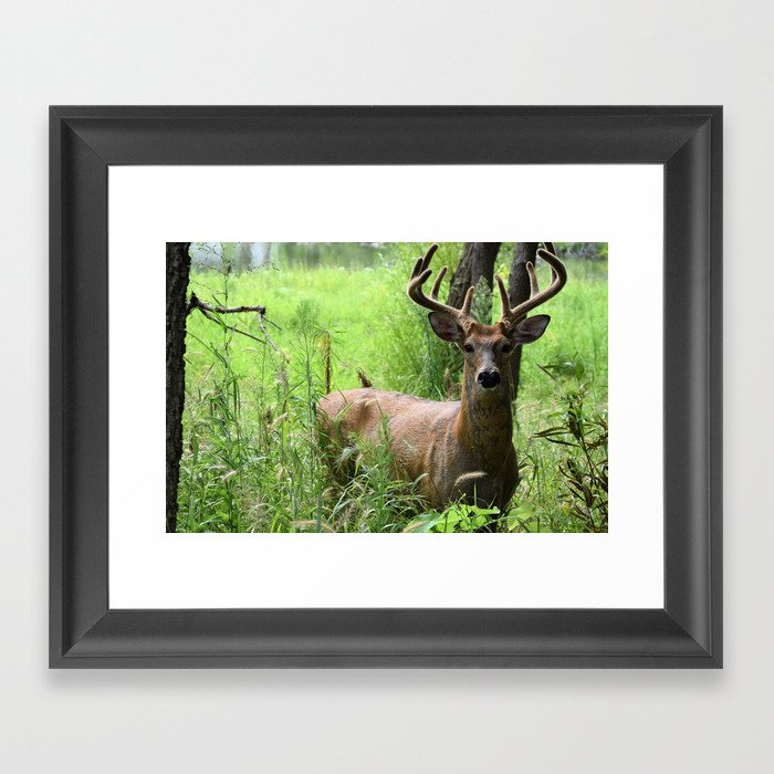 Buck in velvet Framed Art Print