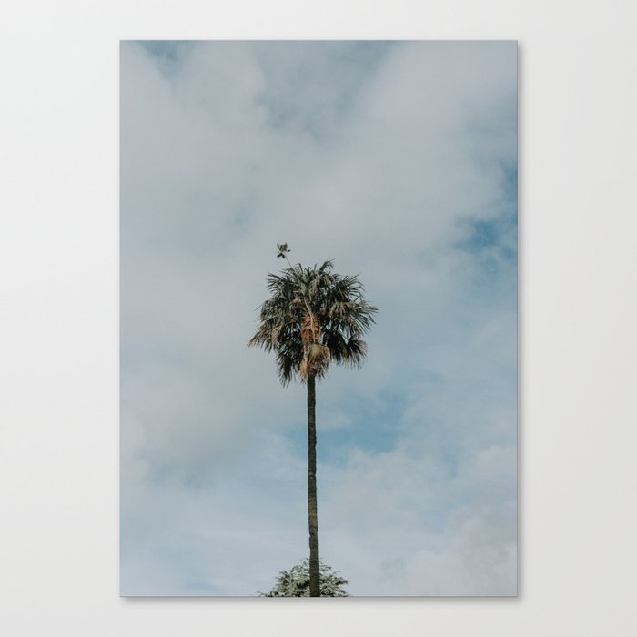 solitary palm. Canvas Print