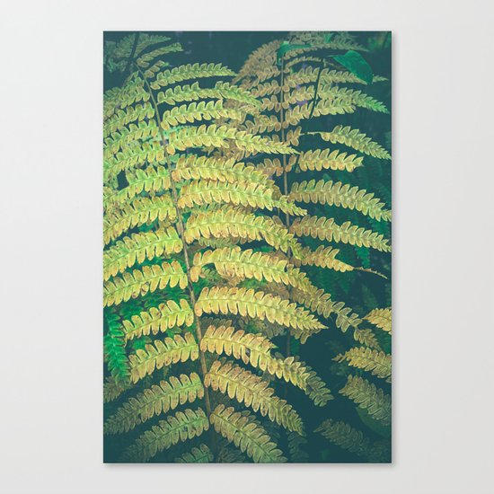 Woodland Fern Canvas Print