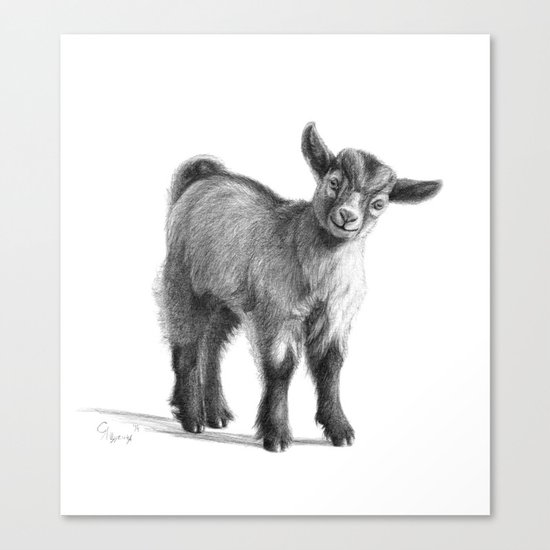 Goat baby G097 Canvas Print