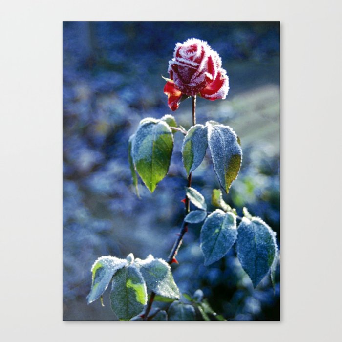 Frosted Rose Canvas Print